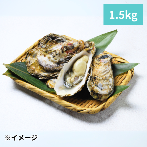 天草天領岩ガキ(1.5kg)