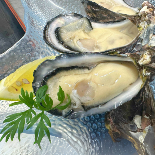 天草天領岩ガキ(1.5kg)