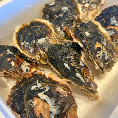 天草天領岩ガキ(1.5kg)