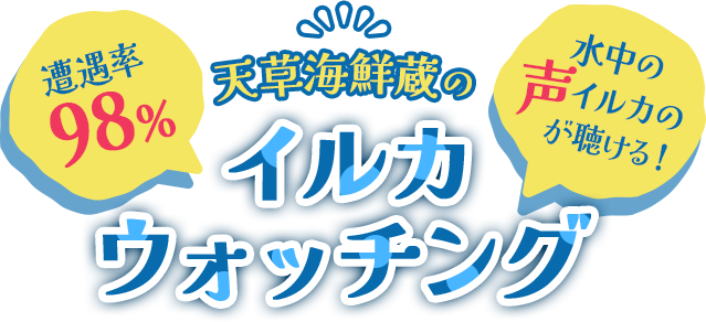 イルカの声が聞こえるイルカウォッチング