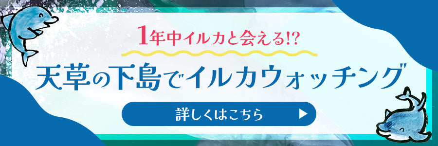 一年中イルカと会える天草の下島でイルカウォッチング