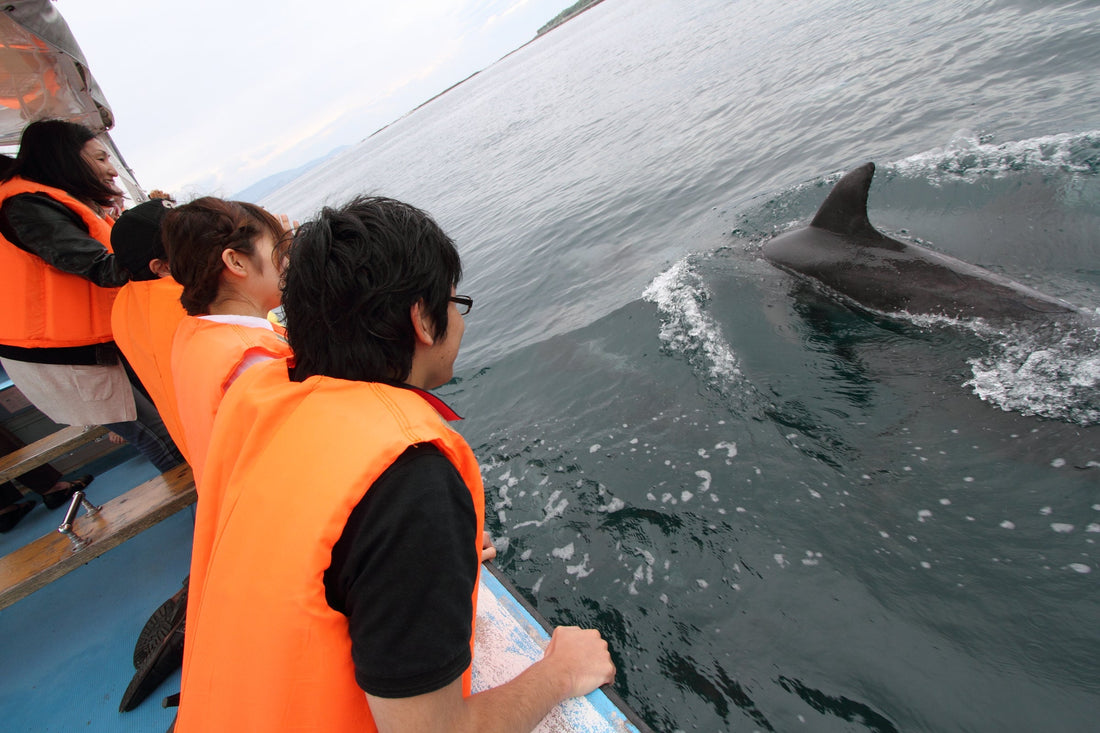 イルカウォッチング当日も随時受付中！｜天草で家族の思い出を最高にする完全マニュアル