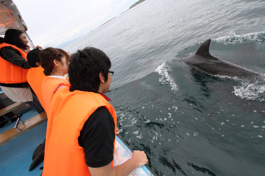 イルカウォッチング当日も随時受付中！｜天草で家族の思い出を最高にする完全マニュアル