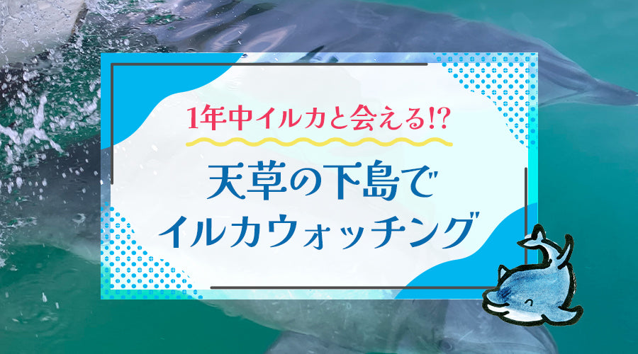 1年中イルカと会える！？　天草の下島でイルカウォッチング