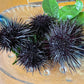[Up to 5 pieces per person] Fresh sea urchin [Murasaki sea urchin]